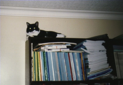 Junior, my dead cat