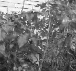 Holly bush (frame 0)